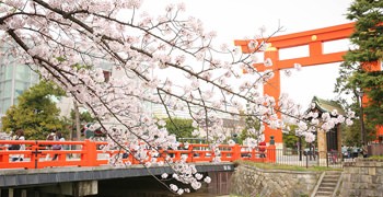 【京都旅遊】京都賞櫻景點推薦&賞櫻攻略