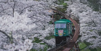 【日本東北賞櫻】船岡城址公園｜登山斜坡車、鳥瞰櫻景