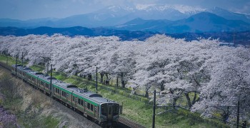 去日本(賞櫻)旅遊該買旅遊保險嗎？只有信用卡的保障夠嗎？